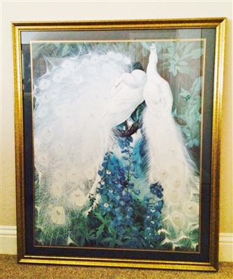 White Peacock Bird Print 42X35